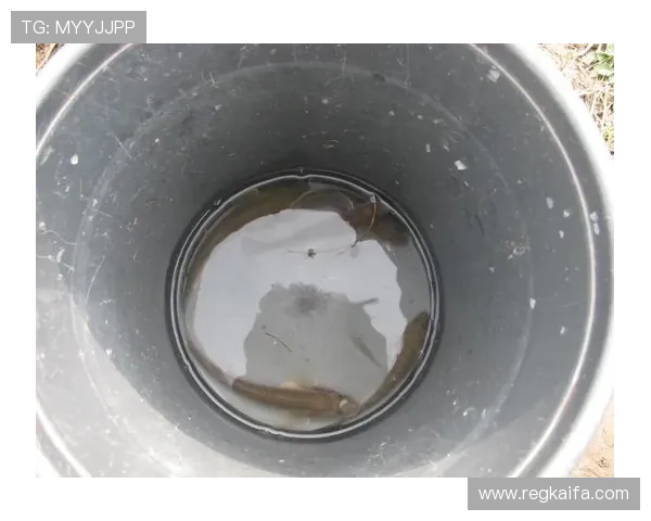 K8捕鱼图中隐藏的秘密技巧分享帮助玩家快速提升捕鱼成功率 K8捕鱼图中隐藏的秘密技巧分享帮助玩家快速提升捕鱼成功率